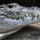 Illustration for article titled Smonday Crocodilian - Crocodylus novaguineae Edition